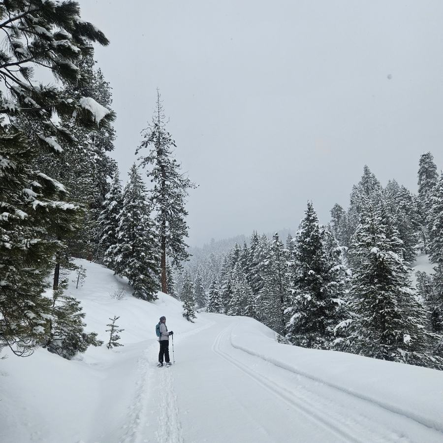 Carolyn is snowshoeing in a snowy forest.